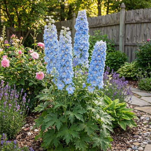 Bloomique - Set di 6 - Delphinium M.Fount.Sky Blue - Speronella - Ricca fioritura - Resistente all'inverno - Perenne - Altezza 10-20 cm - Vaso 9 cm
