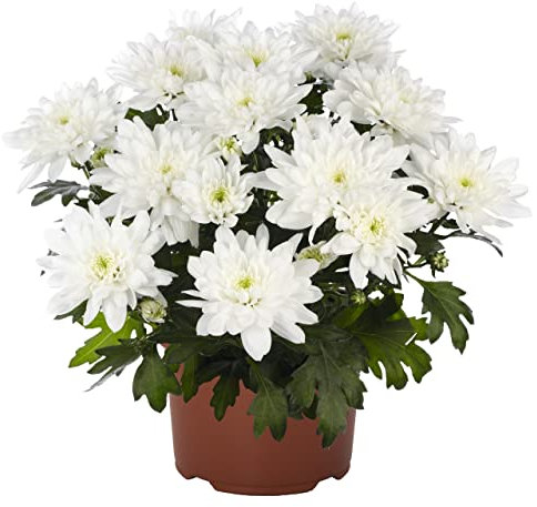 DECOALIVE Crisantemo Blanco Planta Natural con Flores Blancas