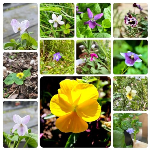 Duftveilchen Samen， blumensamen mehrjährig winterhart，topfpflanzen pflanzentopf，schnell wachsender samen anzucht，einfach zu Pflanzen winterharte kübelpflanzen，bunteBlumenwiese 80pcs