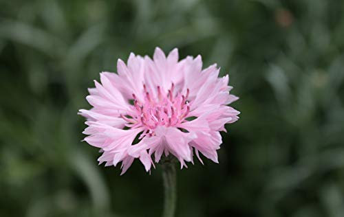 50 Centaurea Cyanus Pink Seeds - Pink Cornflower/Corn Flower - 50 Seeds