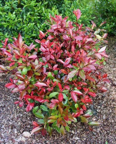 Photinia x fraseri Red Robin Compacta pianta da siepe fotinia compatta in vaso 8x8 cm Vivaio di Castelletto
