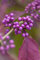 Callicarpa bodinieri 'Profusion' 80-100 cm - Schönfrucht, violette Beeren, Herbstfärbung, ideal für Rabatten, bienenfreundlich, pflegeleicht