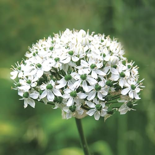 Allium nigrum/Ail noir/Conteneur de 1 à 1.9 litres/Vivace