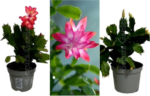 Pack de 2 plantas Schumbergera. Schlumbergia. Cactus de Navidad. Planta natural suculenta con flores en invierno. Altura de 20 cm. Segura Garden.