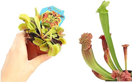 Pack Plantas Carnívoras Sarracenia + Venus - Espectaculares Capturadoras de Insectos