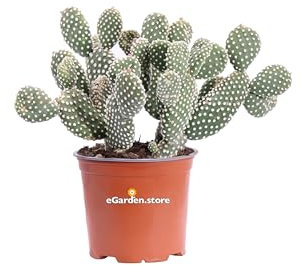 Pianta di Opuntia Microdasys Fico d'India Microvilloso pianta grassa succulenta pianta ornamentale vera da interno o esterno venduta da eGarden.store (Bianco v.15 cm)