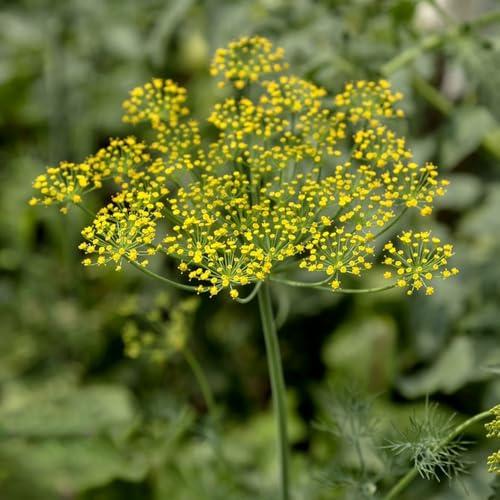 semillas de eneldo perenne resistente - Balcón orgánicas jardín 150pcs