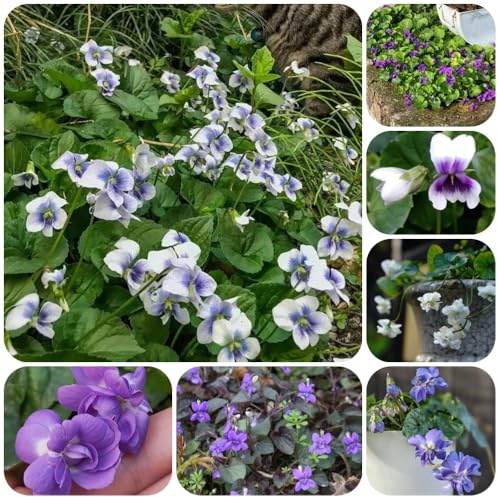 semi di viola profumate, varietà antiche Viola odorata, del giardino di campo perenni resistenti da balcone sono perenni 30pcs