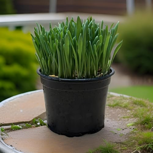 Softgras – Natürliches Katzengras im 12 cm Topf | Für Wohnungskatzen | Frisch, robust & verdauungsfördernd | Die bewährte Wahl für gesunde Stubentiger (2)