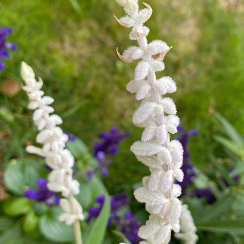 Semi di salvia - per giardinieri aromatiche da giardino resistenti copertura del terreno semi di selvatiche aromatiche per luoghi soleggiati raro giardino 450pcs