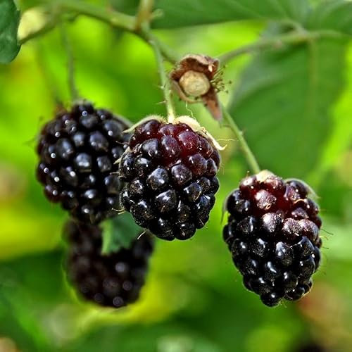 Plant Theory Boysenberry Fruit Bush Rubus Fruiting Berry Shrub Plant 3L Pot
