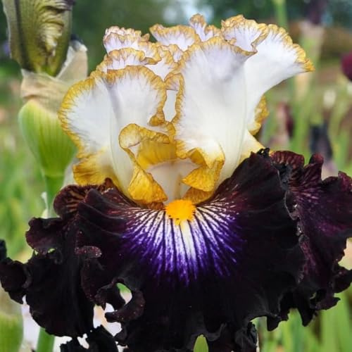 Fácil de cultivar/iris bulbos/Otoño o primavera Excelente para plantar en interiores o exteriores.En maceta.Bulbos de Iris.-6Tubérculos-D