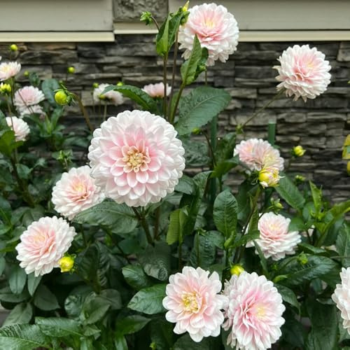 tubérculos de dalia resistentes - exterior jardin perennes Decoración 3pcs