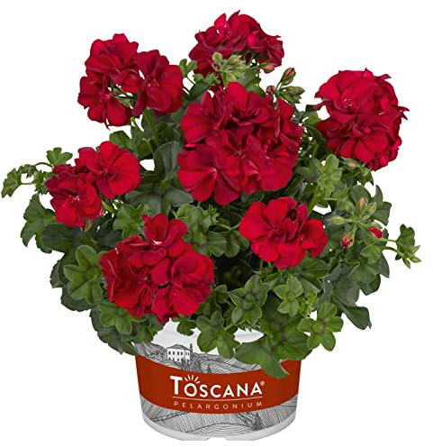 Geranie 'Medio Karolina Dark Red' rot, hängend, Topf-Ø 13 cm, 6er-Set