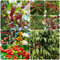 semillas de plantas de café, semillas de flores silvestres Jardín de balcón con plantas exóticas plantas resistentes para el jardín Plantas de balcón decoración sala de estar plantas 50pcs