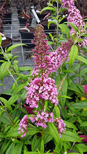 Buddleia davidii 'Pink Delight' / Arbre aux papillons rose/Conteneur de 3 à 4 litres