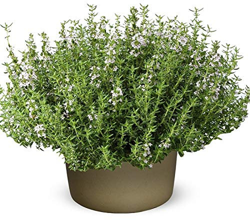 Organic English Winter Thyme Herb Vegetable Seeds, Thymus Vulgaris Approx. 1750 Seeds, Easy to Grow