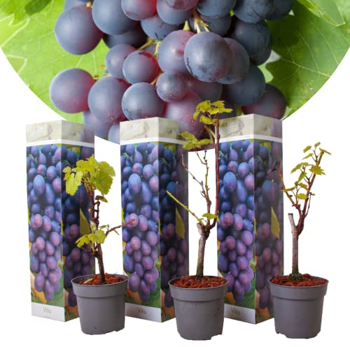 Vitis vinifera Cabernet Franc-Rebe - 3er Set - Weinrebe - Topf 9cm - Höhe 25-40cm