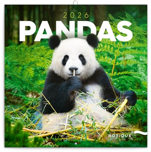 NOTIQUE Calendrier mural 2026 Pandas, calendrier mensuel en brochure, design esthétique 30 x 30 cm (ouvert 30 x 60)