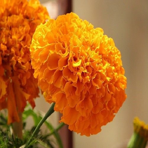 Semigold Fiore Arancione (Tagetes Erecta Alto Sierra) más de 50 semillas; solo semillas