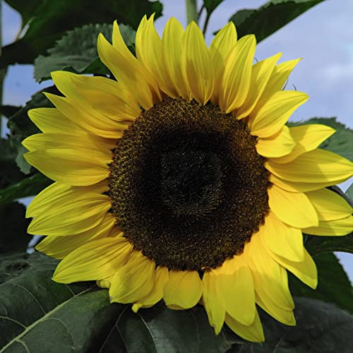 Sunflower 'Tall Timbers' Helianthus annuus Hardy Annual Easy to Grow Your Own Outdoor Garden Flower Plants (Approx. 30 Seeds) by Thompson and Morgan