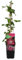 Bloomique - Clematis Ville de Lyon - Waldrebe - Dunkelrosa - Kletterpflanzen - Gartenpflanzen - Winterhart - Topf 15 cm - 70-80 cm hoch