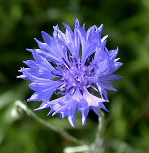 Kornblume - Centaurea cyanus - lebende Gartenpflanze aus den Baumschulen