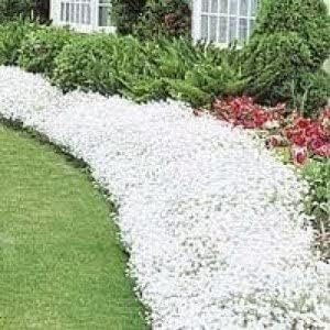 Cerastium tomentosum - Oreille de souris 200 Graines, vivace, couvre-sol