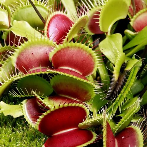 semi di acchiappamosche - carnivori - resistenti all'esterno di volanti trappola per mosche vere proprie to perenne mini 200pcs