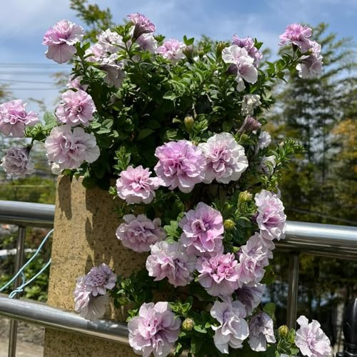semi di petunia appesi copertura del terreno, perenne di petunia petunia rare, decorazione del soggiorno decorazioni, luoghi soleggiati 350pcs