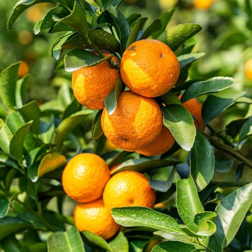 mandarino colonnari bonsái di interni interni mandarina espaldera semi 100pcs