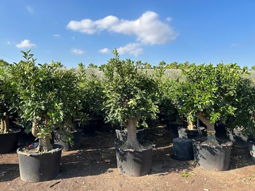 Sunny Tree apelsinträd 50 år gammal – Citrus sinensis, 220 cm hög inkl. kruka, Stamomvang 50–60 cm, ätbara apelsiner, citrusväxt för terrass och trädgård.