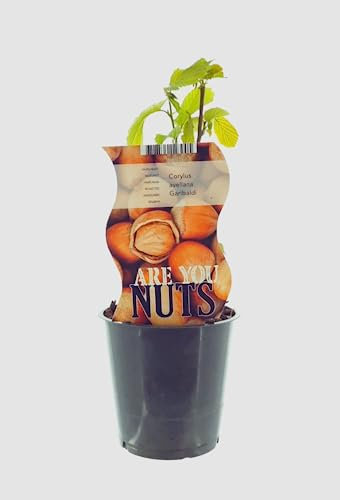 Generico Pianta di Nocciolo du Vaso cm 12 Garibaldi in Confezione da 2 Piante