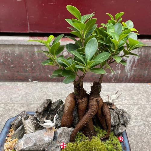 Semillas de Ficus Ginseng, Ficus microcarpa, de oficina de balcón semillas de interior 50pcs
