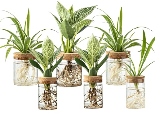 Plant Propagation Station,Hydroponic Glass Container Vase 2 Sizes Planter Propagated Jars for Desks, Houses, Garden Decorations,Home Kitchen Decorations and Gifts cu.20.5 (6pcs)