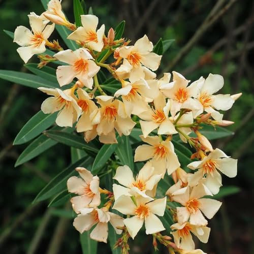oleander winterhart samen - sträucher - grünpflanzen, gartendeko für draußen oleander samen, exotische pflanzen winterhart, zimmerpflanzen samen bonsai tree bäume pflanzen, blumensamen 50pcs