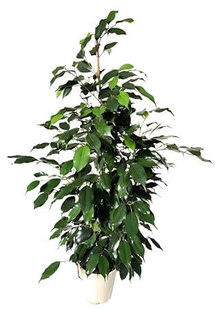 Árbol de Interior Ficus Benjamina | DECOALIVE | Altura ± 85cm | Árbol Natural | Planta de Interior