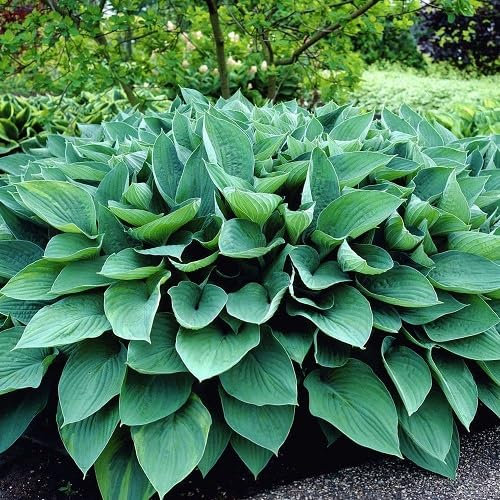 70 graines de plantes Hosta
