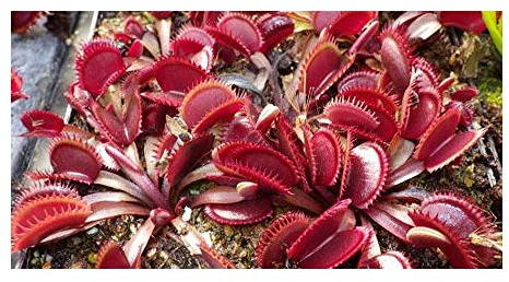 Dionaea muscipula Red Shark Teeth - Venusfliegenfalle - 5 Samen