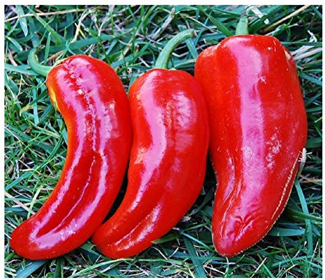 PREMIER SEEDS DIRECT Organic Sweet Pepper - Marconi RED - 60 Seeds