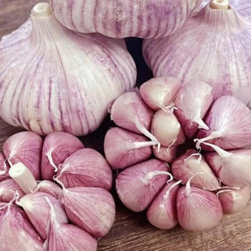 semillas de ajo, medicinales ajo de jardín de cobertura del suelo raras, orgánicas, jardín, 50pcs