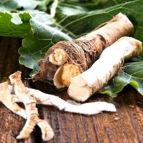 semi di rafano - biologiche per la copertura del terreno Varietà di antiche selvatiche idea per un interno 150semi