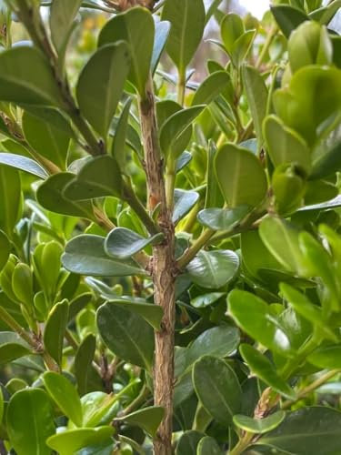 Arbusto sempreverde Bosso (Buxus), Pianta Ornamentale