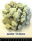 Naturzeolith 25 kg Zeolith Klinoptilolith Zeolite Zeoliet Zeolithpulver Zeolithgestein (16,0-32,0mm)