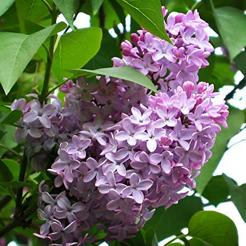 TriStar Plants - Common Lilac, 2x 5 Container, 1'-2'ft Tall - Trade Pot - Established Roots, Healthy Flowering Shrub, Purple Flowers, Syringa Vulgaris