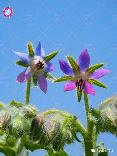 20PCS seltene blaue Borretschsamen Bonsai Blumen Samen Gemüse und Küche Würzen Pflanzen Essbare Vanilla Samen Staude 4