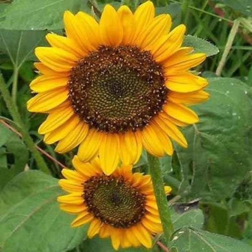 Sun Spot Nain de tournesol 50 graines fleurs jaune vif avec des centres sombres