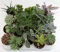 Lot de 20 plantes succulentes en pot 5,5 cm toutes sans épines Photo indicative