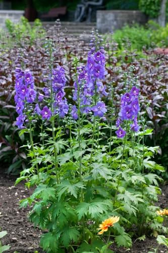 Delphinium x elatum 'Schildknappe' ca. 11x11 cm Topf - Rittersporn, blaue Blüten, Blütezeit Juni-August, ideal für Rabatten, bienenfreundlich, pflegeleicht