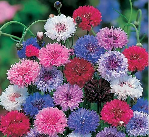 Semi fiori CENTAUREA O FIORDALISO MIX In Busta Ermetica MADE IN ITALY Qualità superiore con 95% di germogliazione con istruzioni